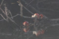 Goniopsis