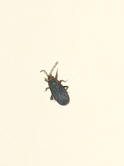 Melacoryphus rubicollis