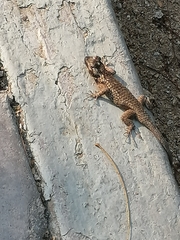 Sceloporus melanorhinus