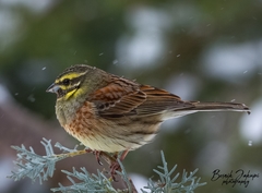 Cirl Bunting photo 3