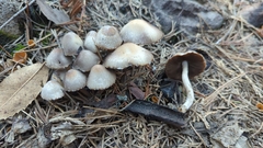 Psathyrella pennata