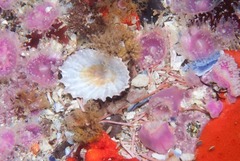 Scutellastra barbara