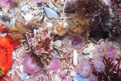 Scutellastra barbara