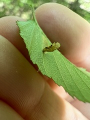 Coleophora ostryae