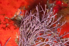 Amphiroa ephedraea