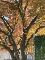 Acer