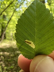 Coleophora ostryae