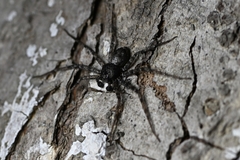 Philodromus spinitarsis