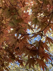 Acer