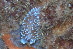 Antiopella longidentata