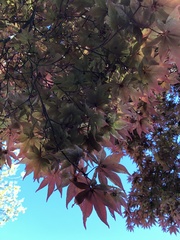Acer