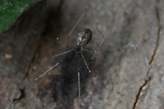 Pholcus spilis