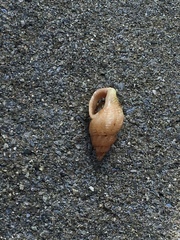 Buccinidae