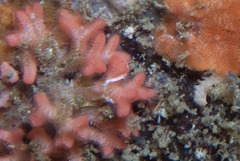 Margaretta levinseni