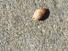 Buccinidae