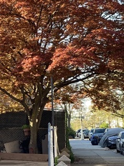 Acer