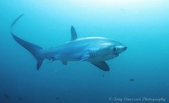 Pelagic Thresher photo 3