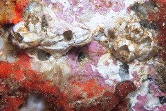 Notomegabalanus algicola