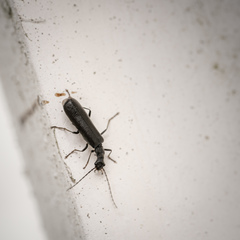 Dichelotarsus piniphilus