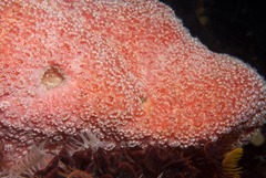 Aplidium flavolineatum