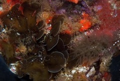 Exallosorus harveyanus