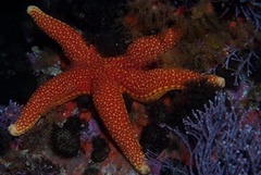 Fromia schultzei
