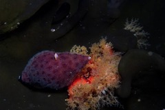 Alcyonidium nodosum