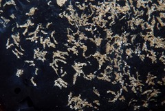 Polydorella