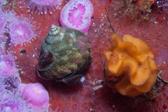 Crepidula porcellana