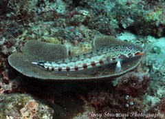 Parapercis clathrata