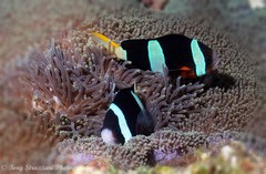 Yellowtail Clownfish photo 5