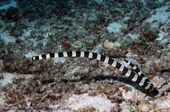 Myrichthys colubrinus