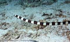 Myrichthys colubrinus