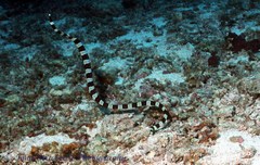 Myrichthys colubrinus