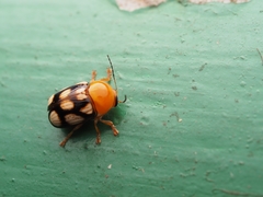 Cryptocephalus luteosignatus