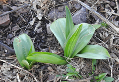 Platanthera unalascensis
