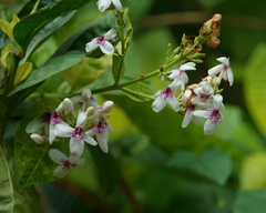 Pseuderanthemum maculatum