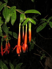 Fuchsia venusta