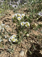 Phacelia brachyloba