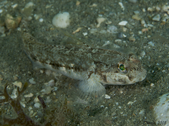 Gobius roulei