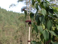 Cavendishia pubescens