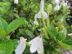 Rhinacanthus