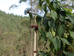 Cavendishia pubescens