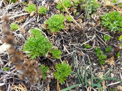Rocky dendranthema (Chrysanthemum oreastrum)