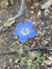 Nemophila menziesii menziesii