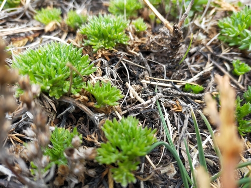 Image of Chrysanthemum oreastrum by no rights reserved