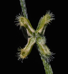 Pectocarya penicillata