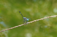 Micrathyria pseudeximia