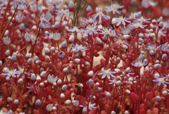 Sedum caeruleum