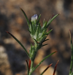 Eriastrum ertterae
